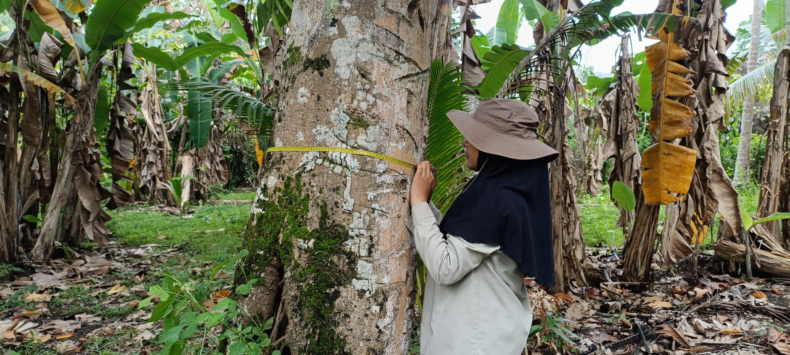 Pengukuran Baseline Stok Karbon Agroforestri dilakukan Di Batui Agroforestry Experiment Site, Kabupaten Banggai